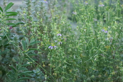 Zygophyllum indicum