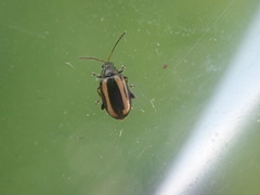 Phyllotreta undulata