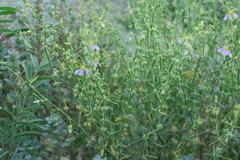 Zygophyllum indicum