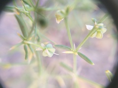 Zygophyllum indicum