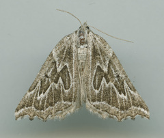 Plataea californiaria