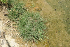 Fimbristylis ferruginea