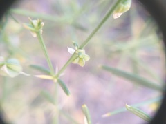 Zygophyllum indicum
