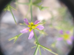Zygophyllum indicum