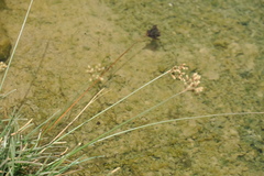 Fimbristylis ferruginea