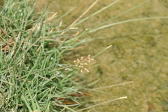 Fimbristylis ferruginea