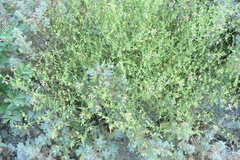 Zygophyllum indicum