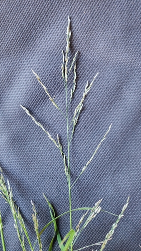 Eragrostis pilosa iNat (2)