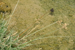 Fimbristylis ferruginea