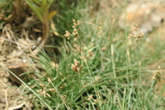 Fimbristylis ferruginea