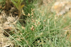 Fimbristylis ferruginea