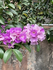 Mansoa alliacea