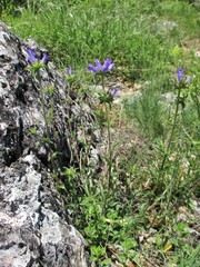 Campanula lingulata