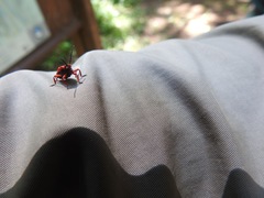 Dictyoptera simplicipes