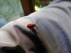 Dictyoptera simplicipes