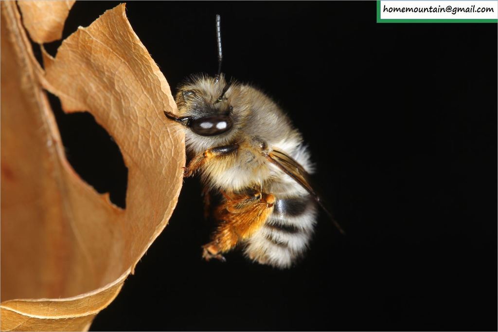Anthophora melanognatha