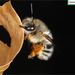 Anthophora melanognatha - Photo (c) Homemountain/Shan Gui, some rights reserved (CC BY-NC), uploaded by Homemountain/Shan Gui