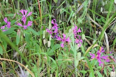 Clarkia concinna