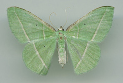 Dichorda illustraria