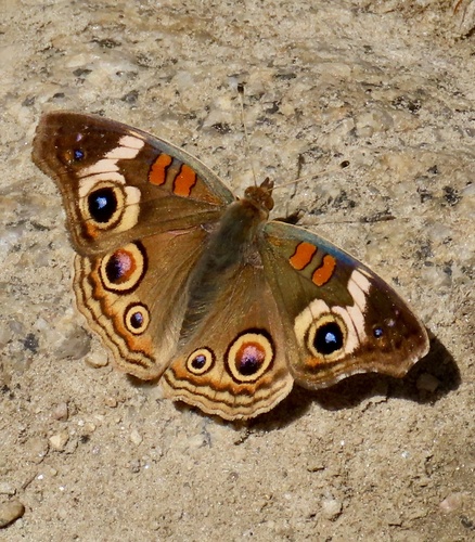White Peacock butterfly