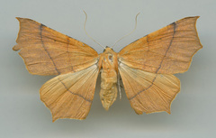 Tetracis australis