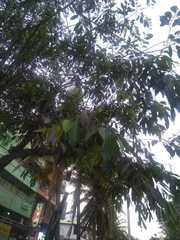 Syzygium cumini