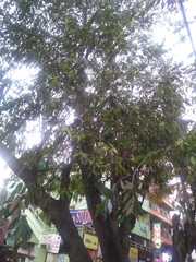 Syzygium cumini