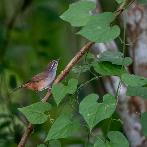 Isthmian Wren (Cantorchilus elutus), photo 7