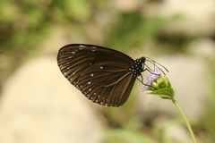 Euploea eunice hobsoni