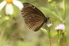 Euploea eunice hobsoni
