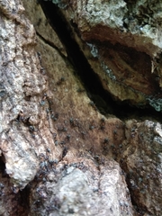 Liometopum microcephalum