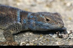 Sceloporus minor