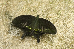 Papilio hermosanus