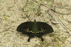 Papilio hermosanus