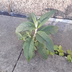 Buddleja davidii