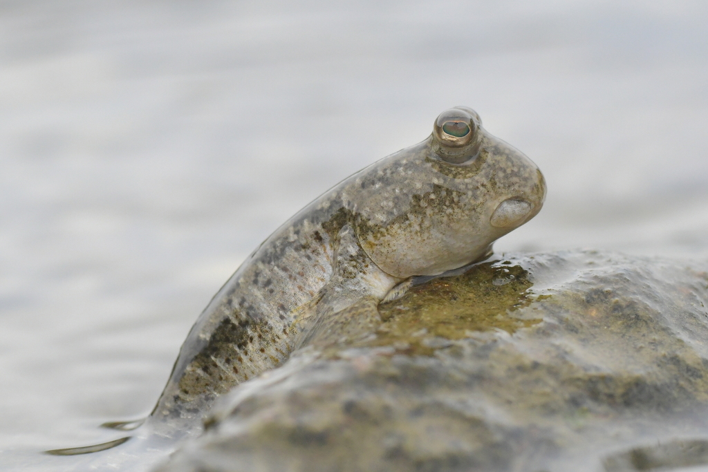 Dusky Mud Hopper