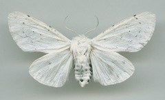 Spilosoma vestalis