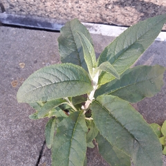 Buddleja davidii