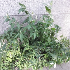 Buddleja davidii