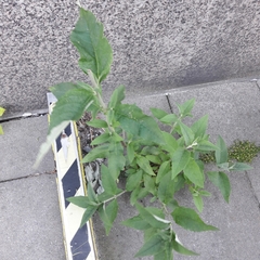 Buddleja davidii