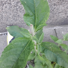 Buddleja davidii