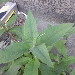 Buddleja davidii