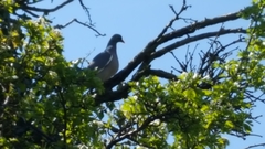 Columba palumbus