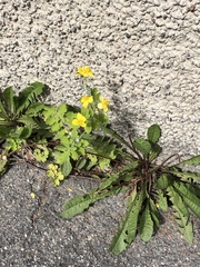 Chelidonium majus