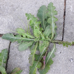 Sonchus asper