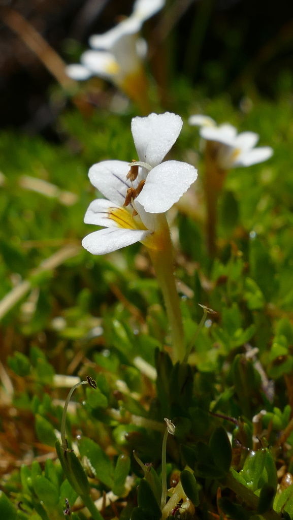 Euphrasia disperma