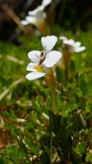 Euphrasia disperma