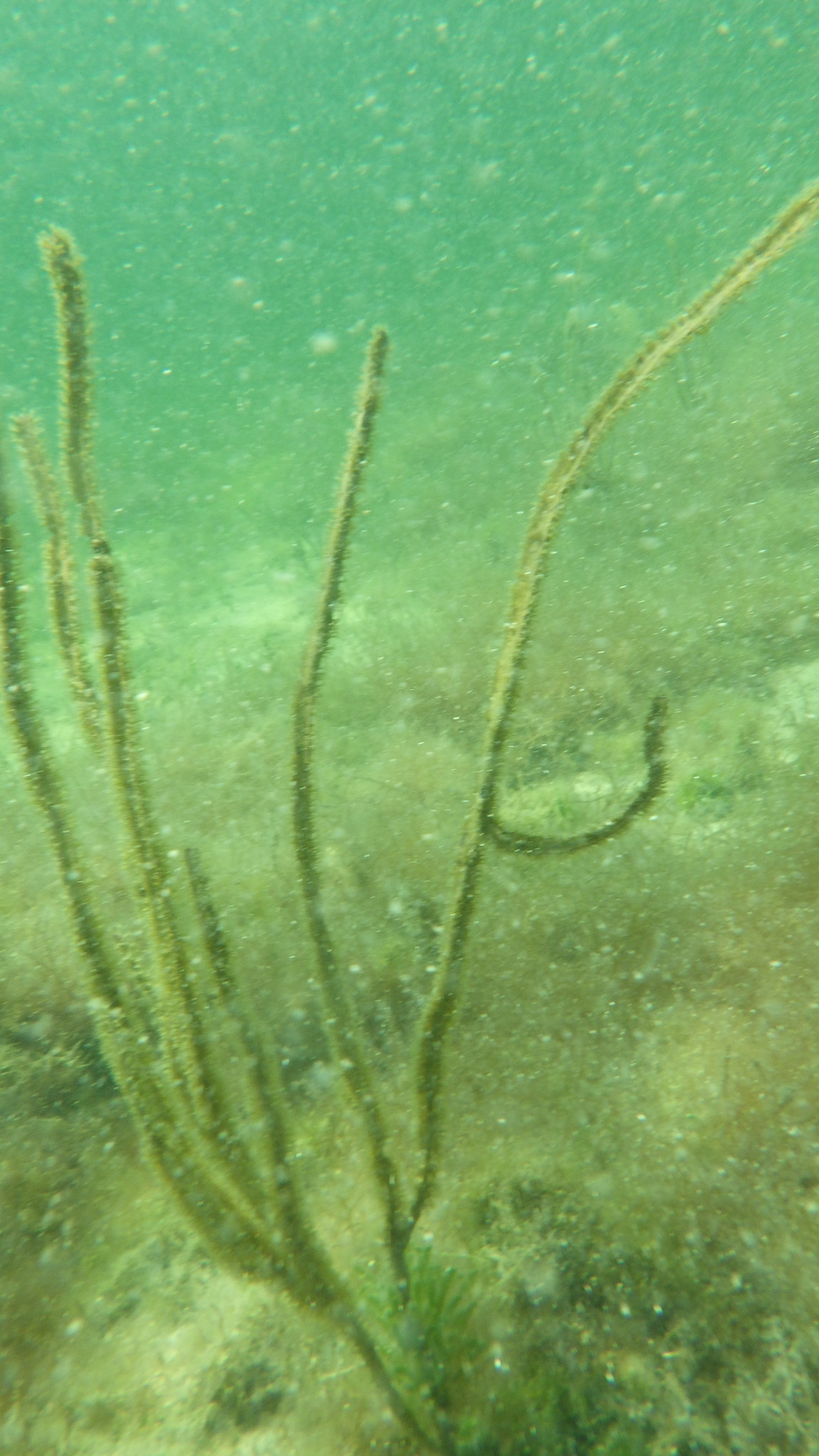 Pterogorgia anceps (Pallas, 1766)