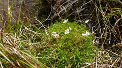 Euphrasia disperma