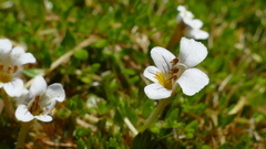 Euphrasia disperma